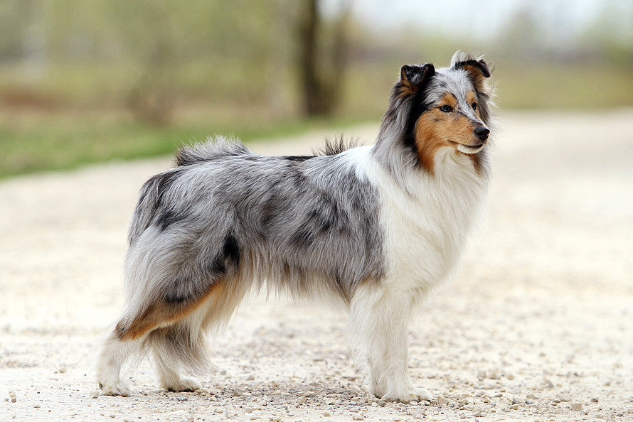 У юных шелти не такая «пышная одежда», как у взрослых собак этой породы, но шерсть тоже требует тщательного ухода