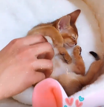 кошка Алины Галимовой 