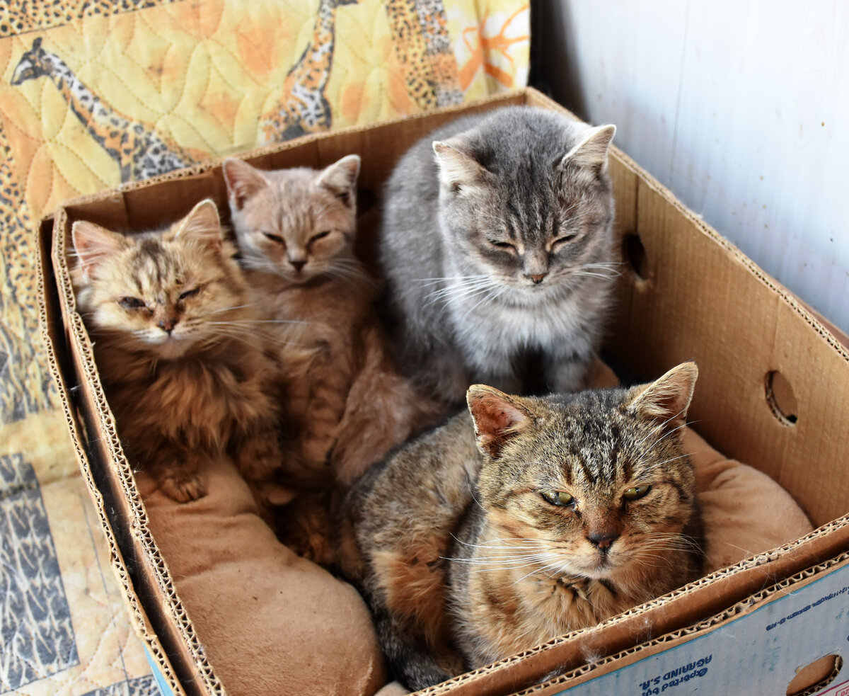 Сорок кошек. Forty Cats.