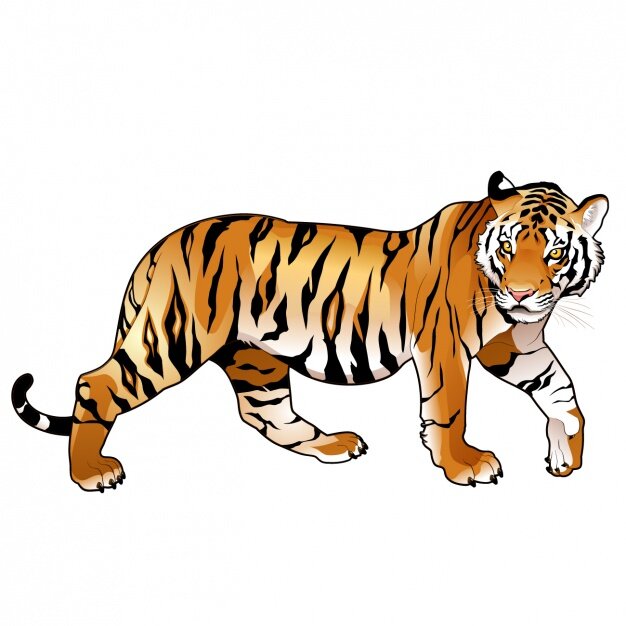 Фото: https://www.freepik.com/free-vector/coloured-tiger-design_956292.htm#page=1&query=tiger%20&position=0