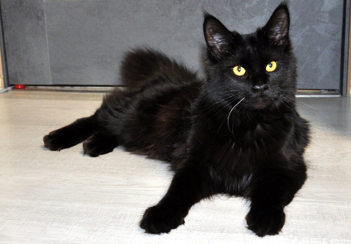 "Что вас беспокоит, больной?" - как бы спрашивает моя Малефисента.