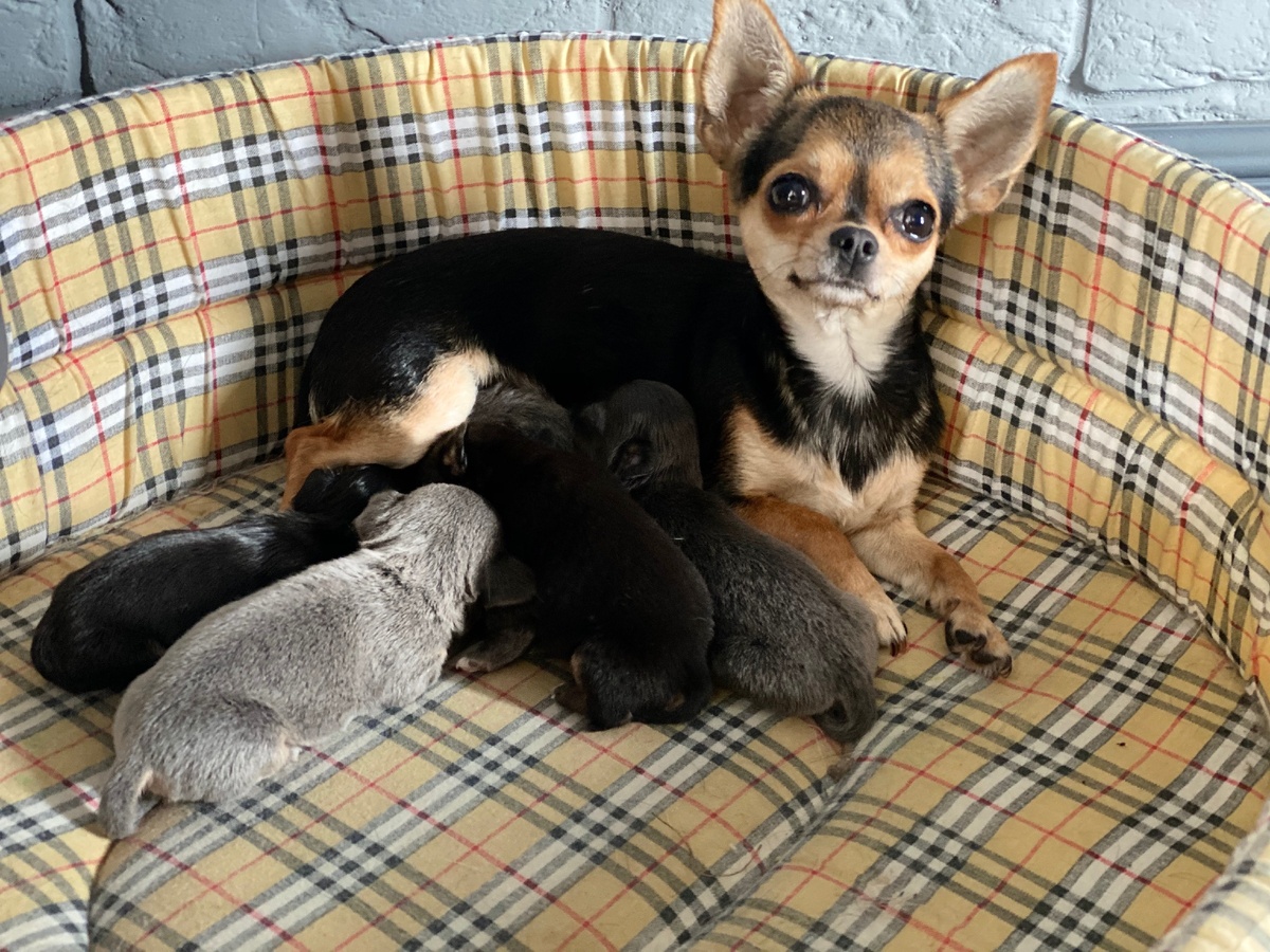 Чихуа Апчхи Хуа