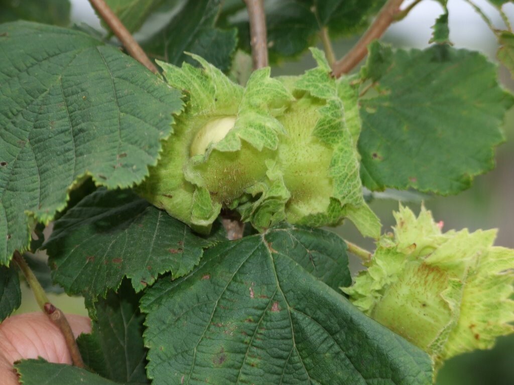 Лещина - фундук, растет за огородом