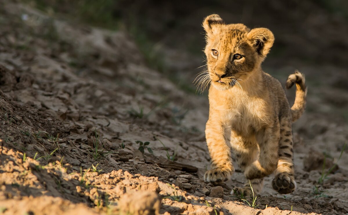 2017Animals___Wild_cats_A_little_lion_cub_runs_along_the_ground_116467_