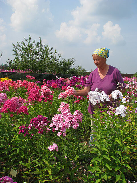 Валентина Яковлевна Сурикова -коллекционер и селекционер флоксов и других растений, одна из хозяек питомника Ситцевый Сад