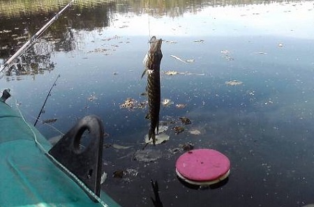 фото с сайта https://www.udim.ru/