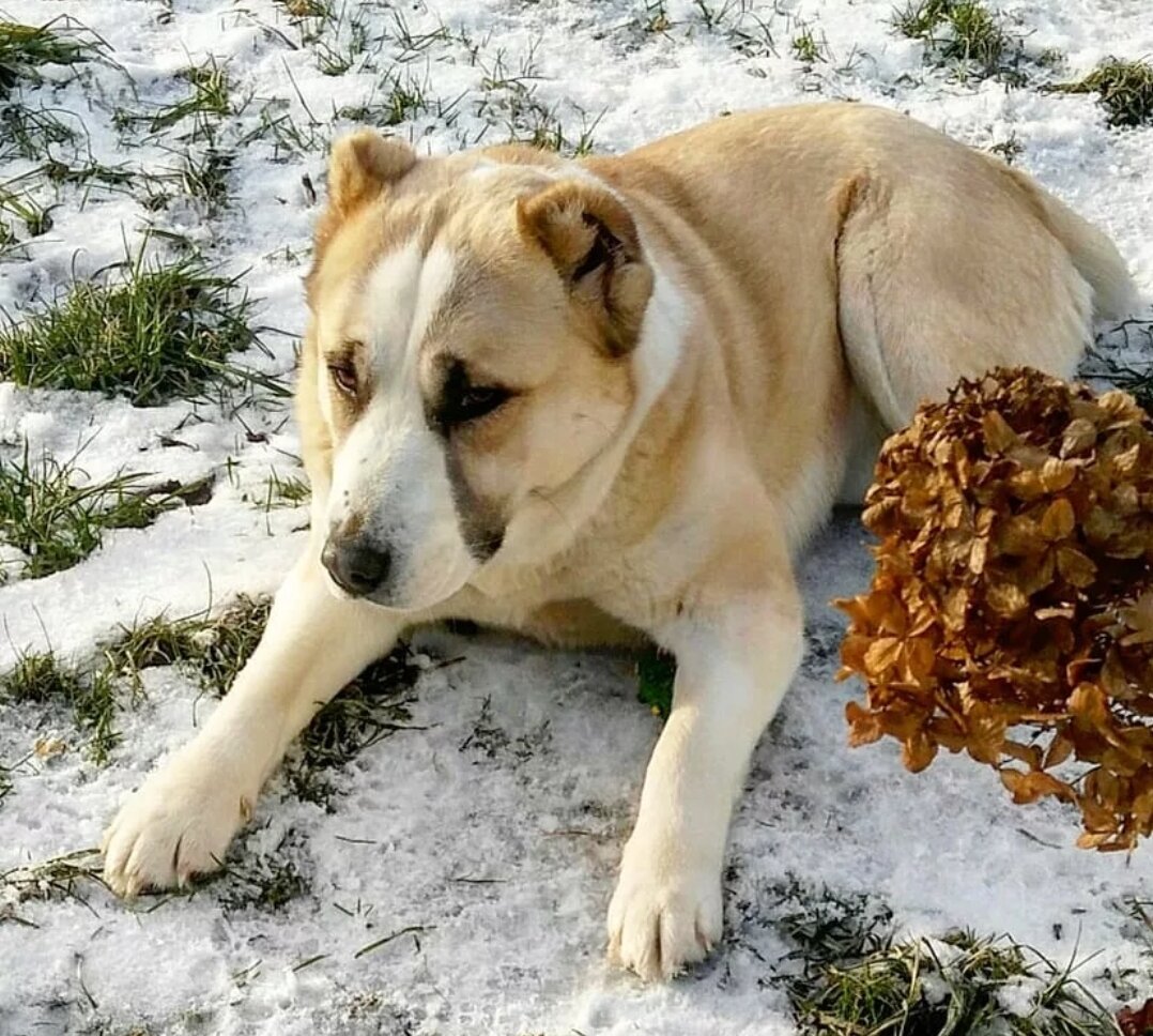 Алабай собака. Дикий алабай. КЧК алабай. Туркменский алабай рыжий.