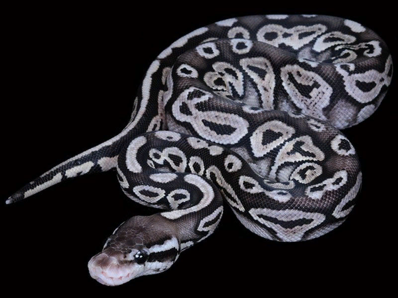 В свободном доступе в Интернет