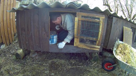 Первые крольчата в новом году. Спасение скворца .