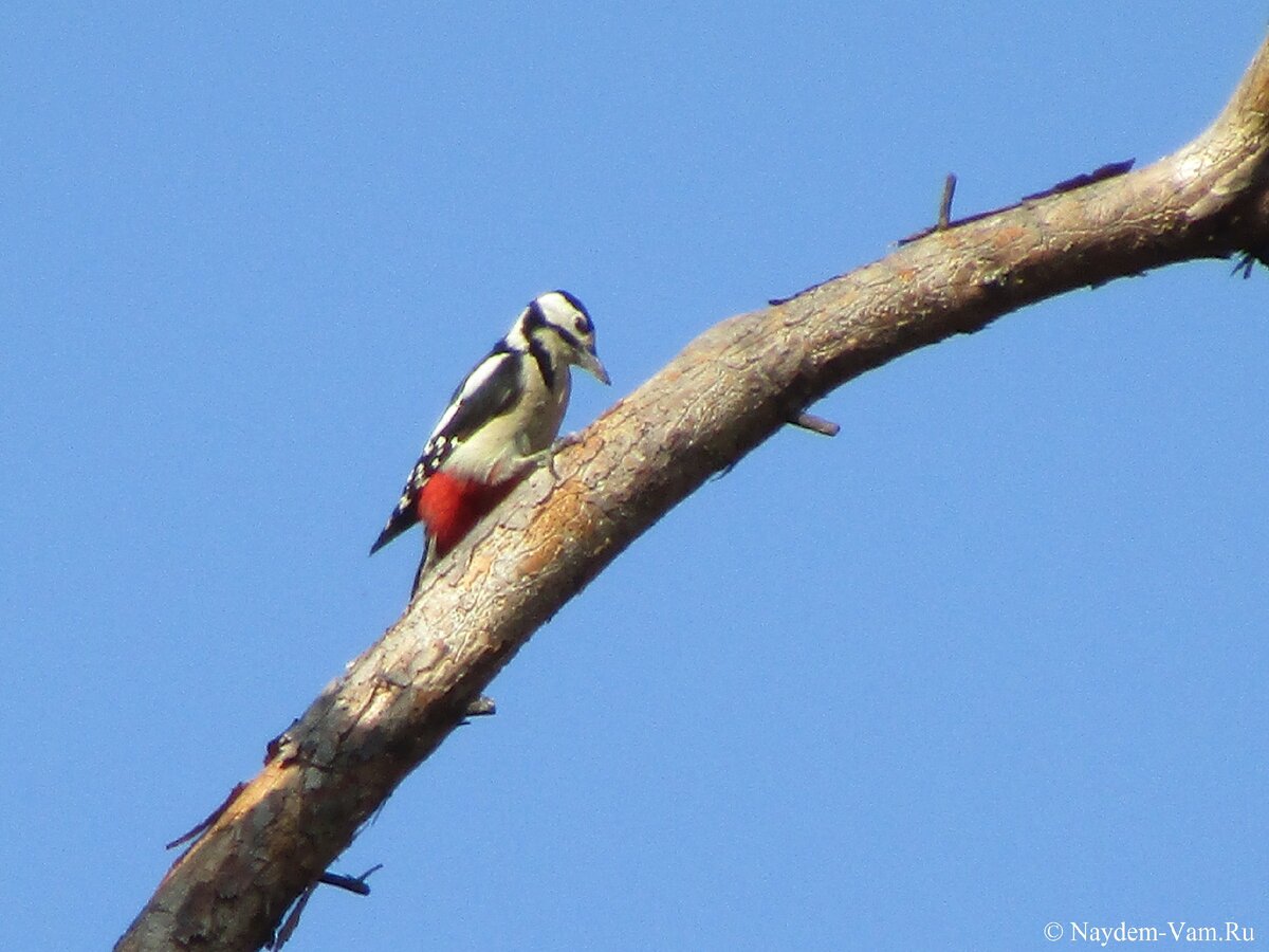 Дятлы — большая группа птиц, известных своей уникальной способностью долбить деревья.