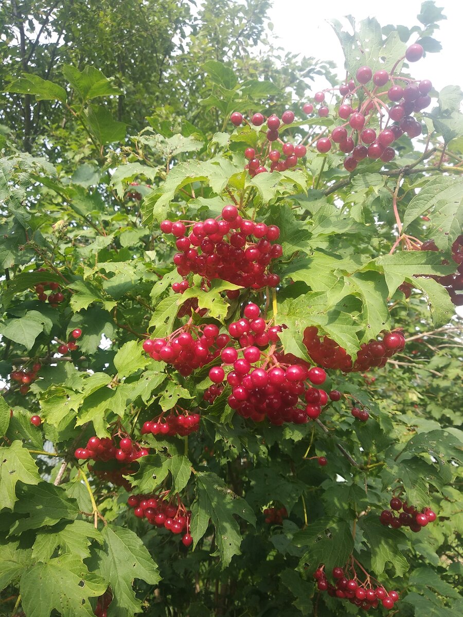 Часто калину оставляем прямо на ветках до зимы. Потом отдаем как лакомство козам