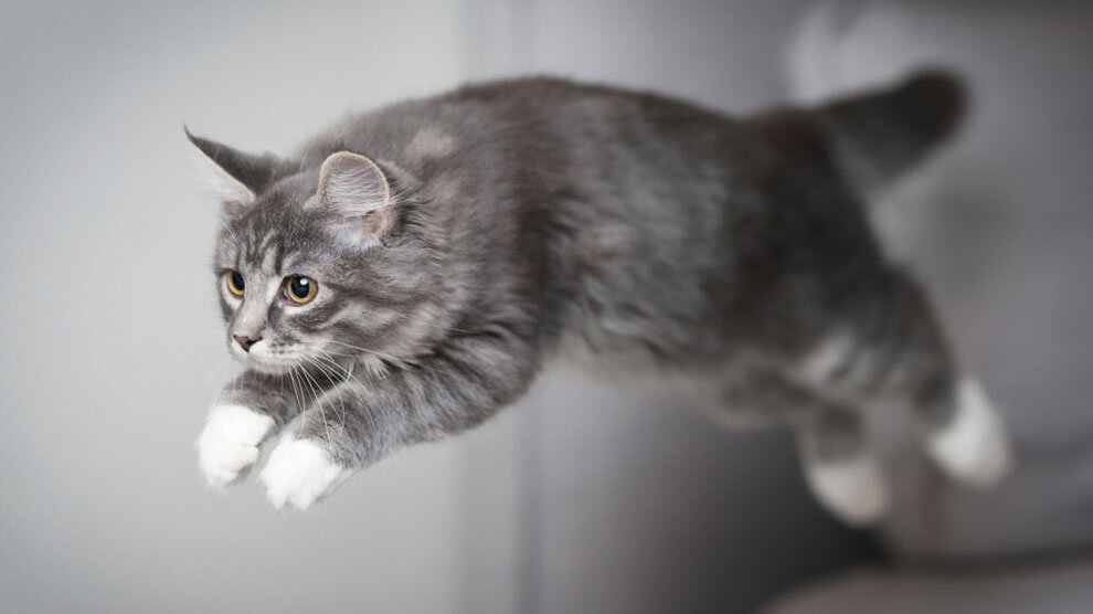 Кот в прыжке