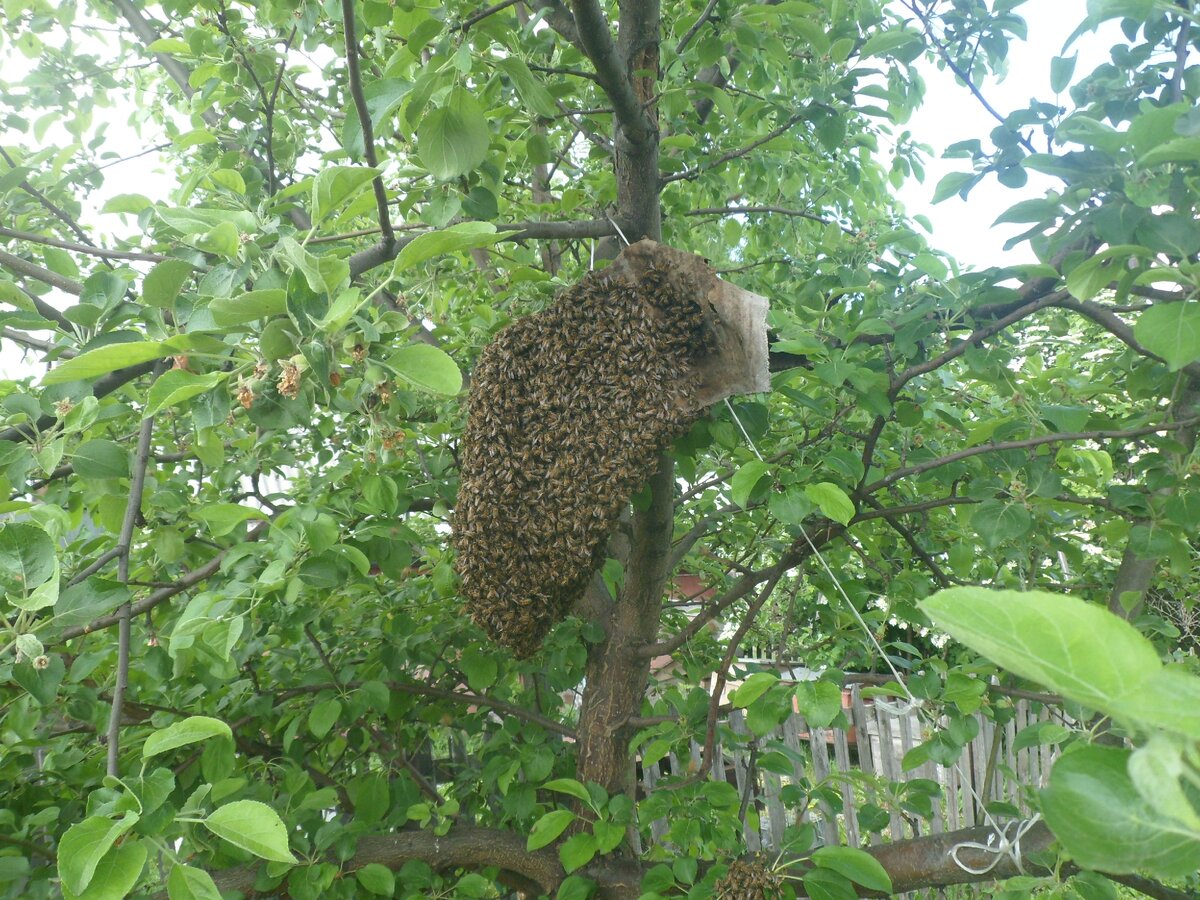 Привившийся рой.