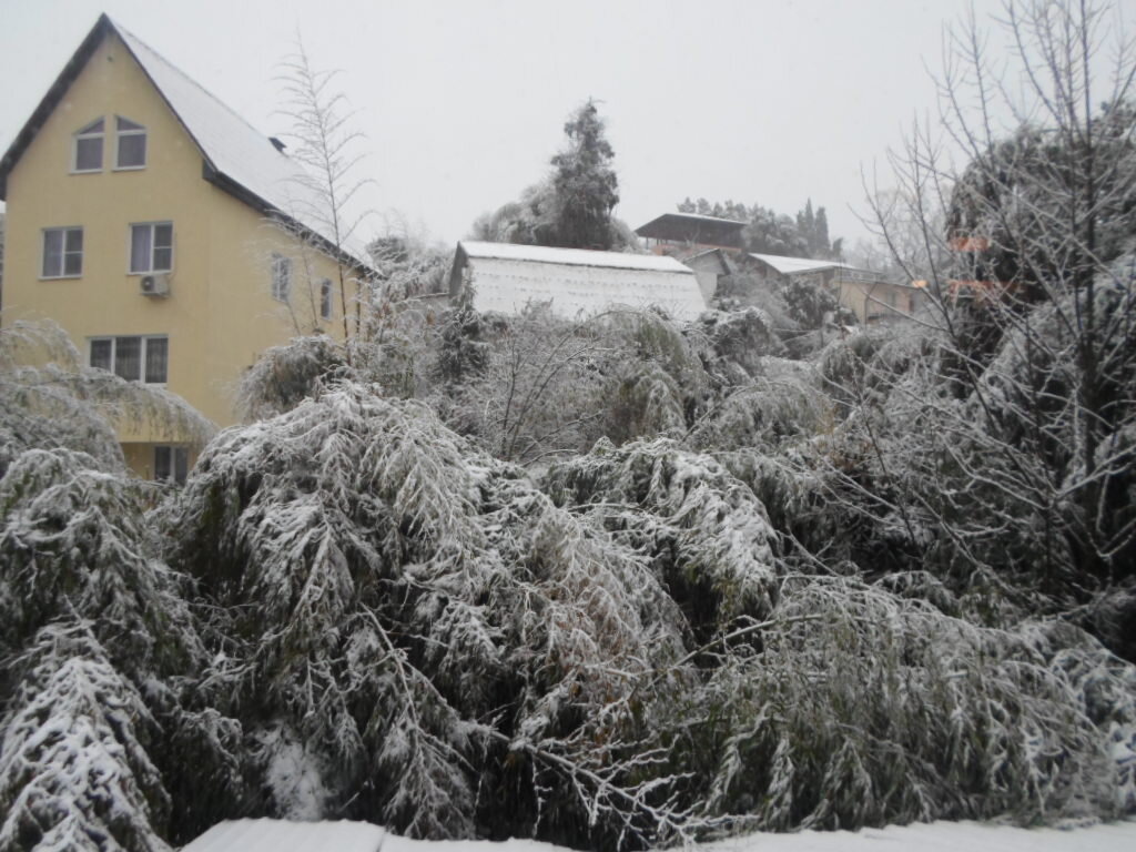 Фото из моего окна. Кажется, что старые  мощные бамбуки подставляют свою крону для опоры молодым, еще не окрепшим. Держитесь ребята! 