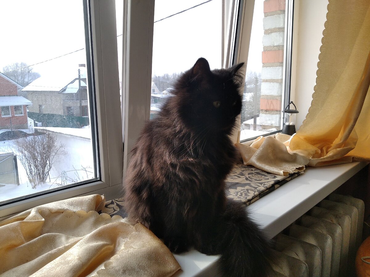 Макошь на секундочку отвлеклась от созерцания птичек