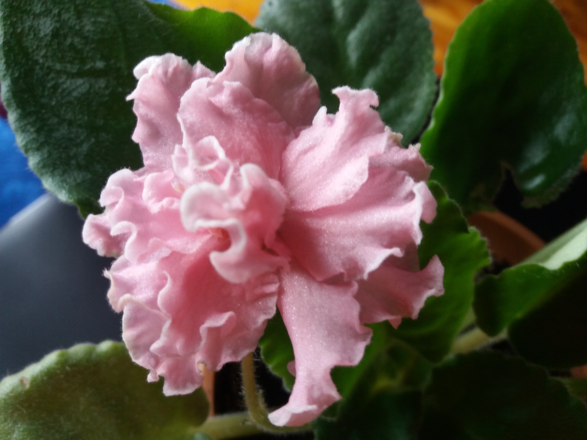 Фиалка, розовая фиалка