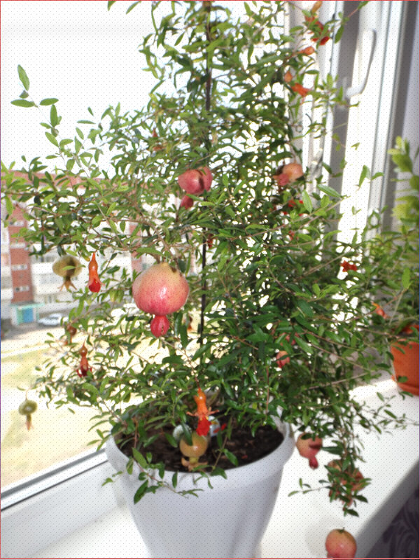 Листовую массу восстанавливает быстро и плодики прикольные. маленькие, но сочные и вкусные.