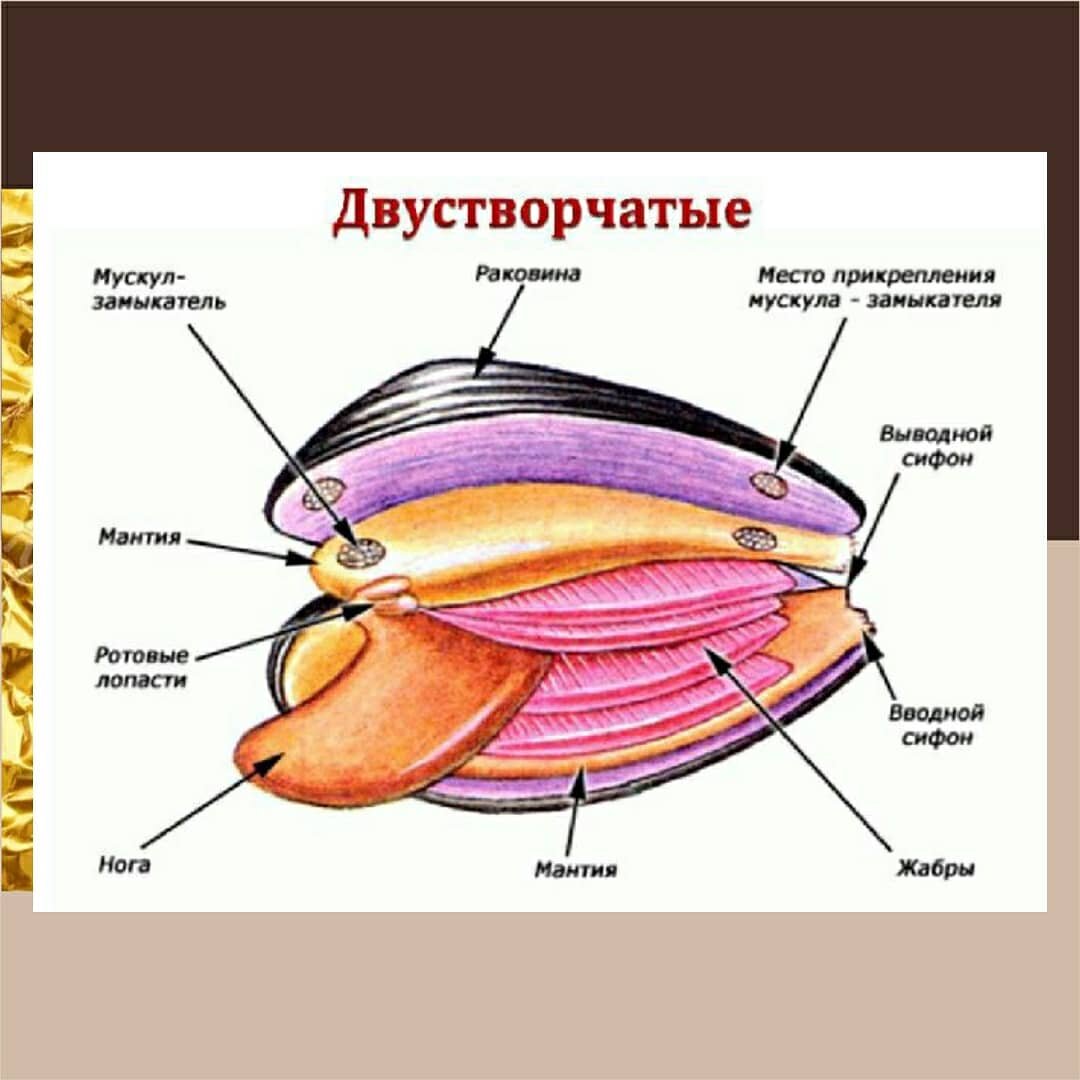 строение моллюсков картинки