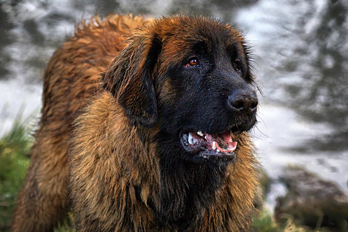 Молодой леонбергер