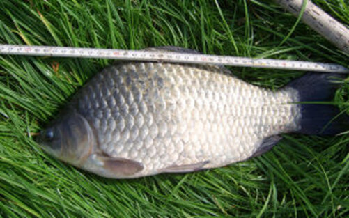 Буффало похожий на карася.