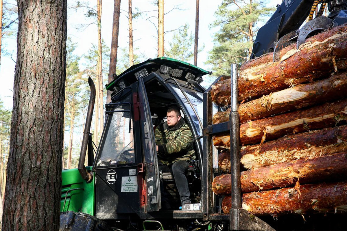 Как вырубка деревьев помогает оздоровить лес | Минская правда | МЛЫН.BY |  Дзен