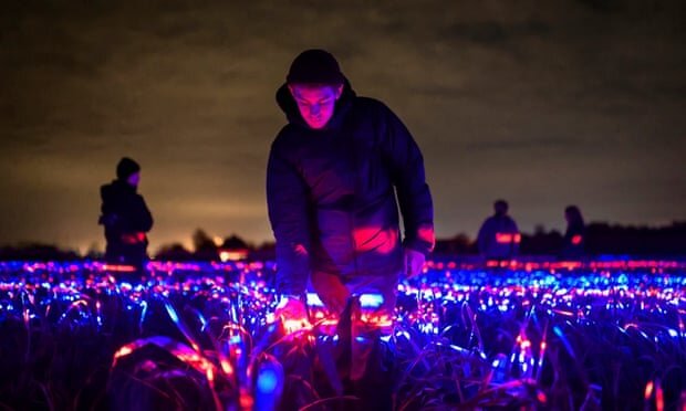 Ночью на луковом поле применяется «легкий рецепт». Фотография: Даан Русегаарде / Studio Roosegaarde