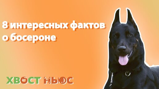 8 интересных фактов о босероне