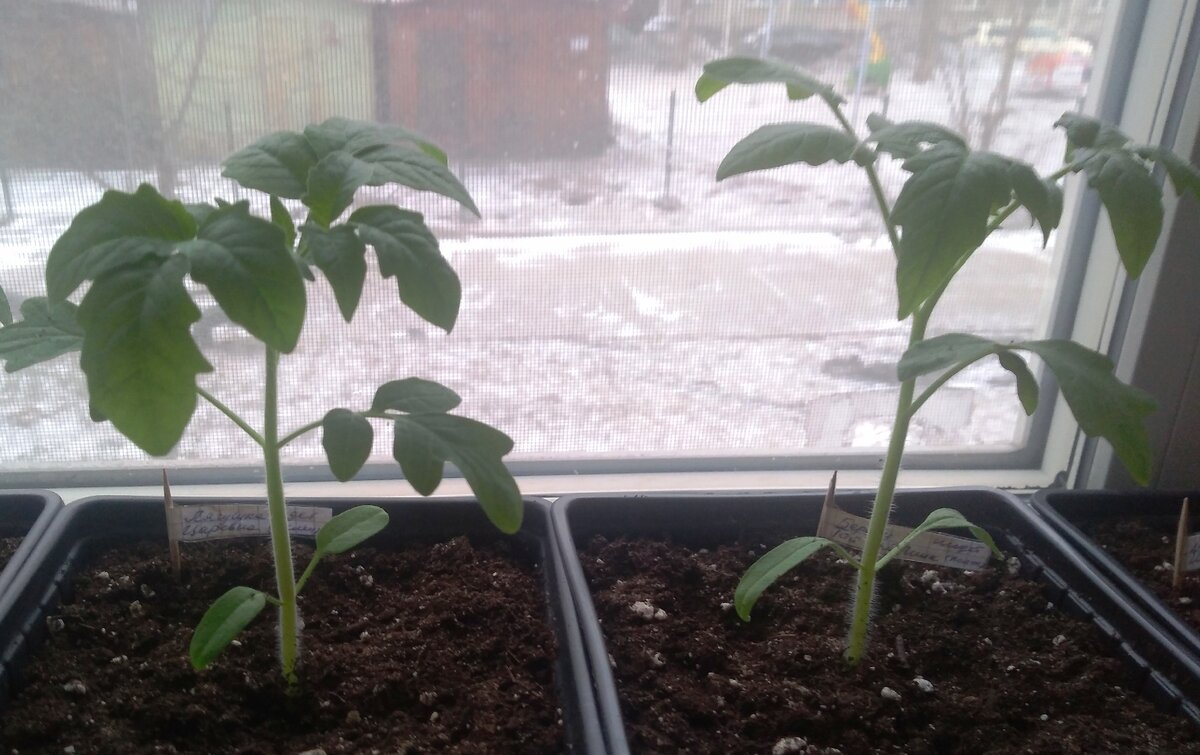 Мои томаты 19.04.21.