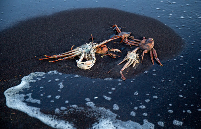 Источник: интернет 