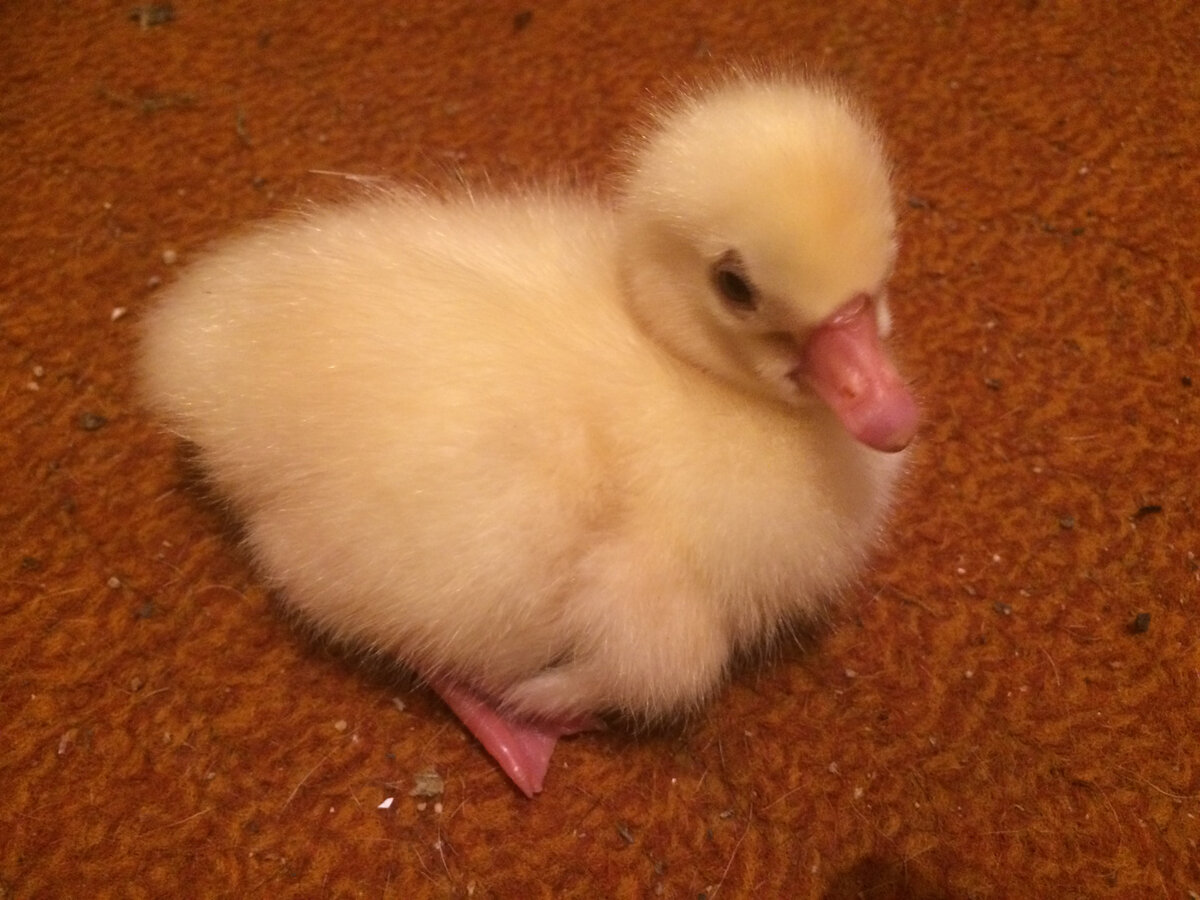 суточный гусёнок