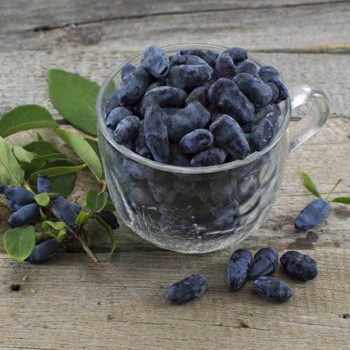 Фото ягод жимолости