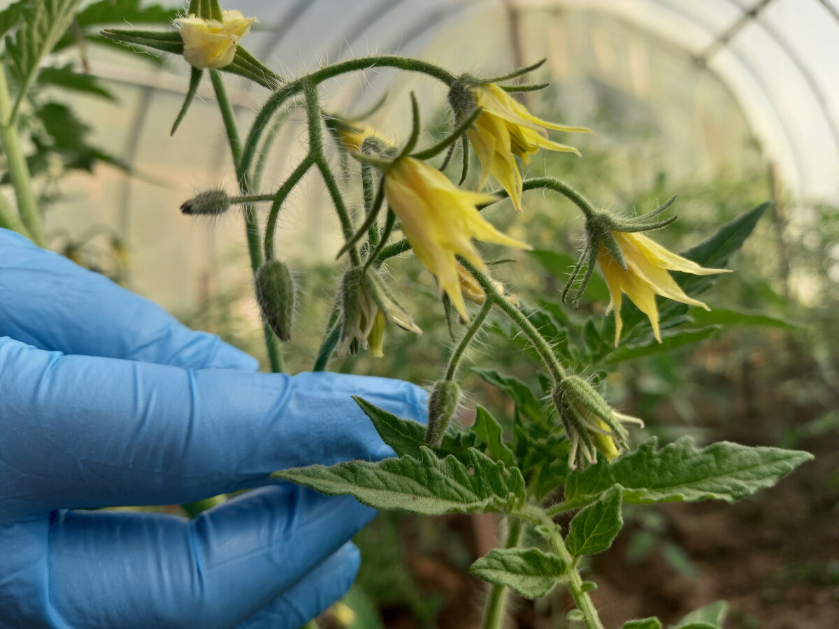 Вот такая красота