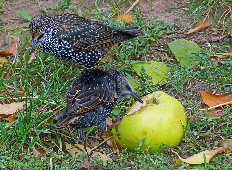 Следи, чтобы тот человек из травы не объявился.  