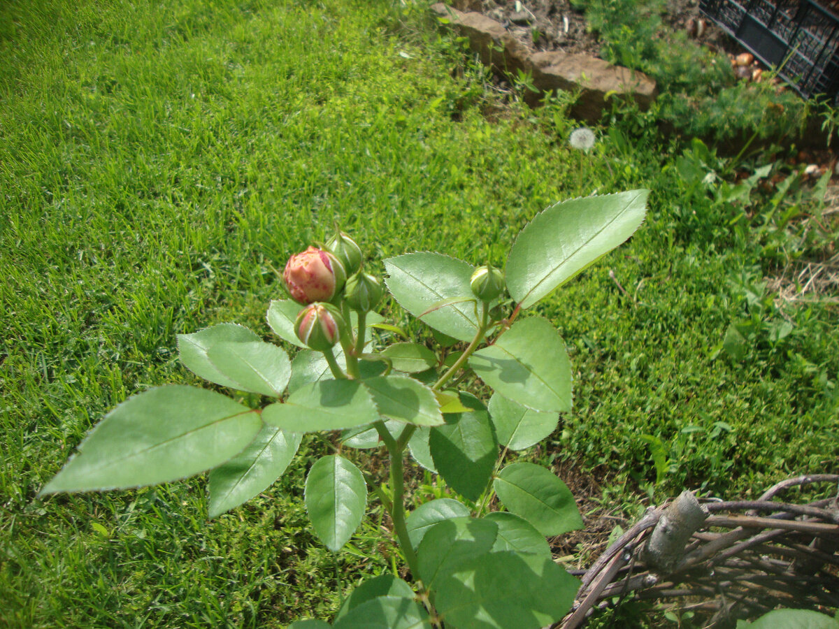 газон не кормит