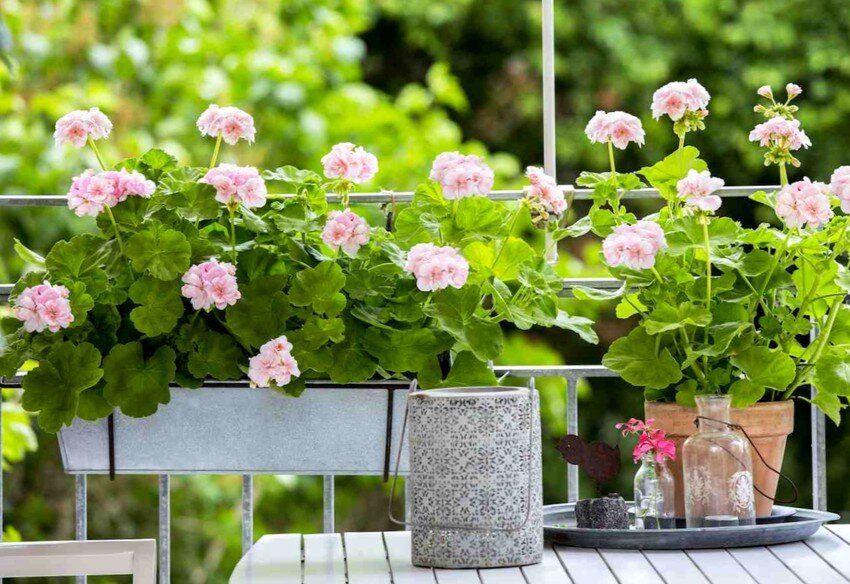 Каким должен быть грунт для герани? 