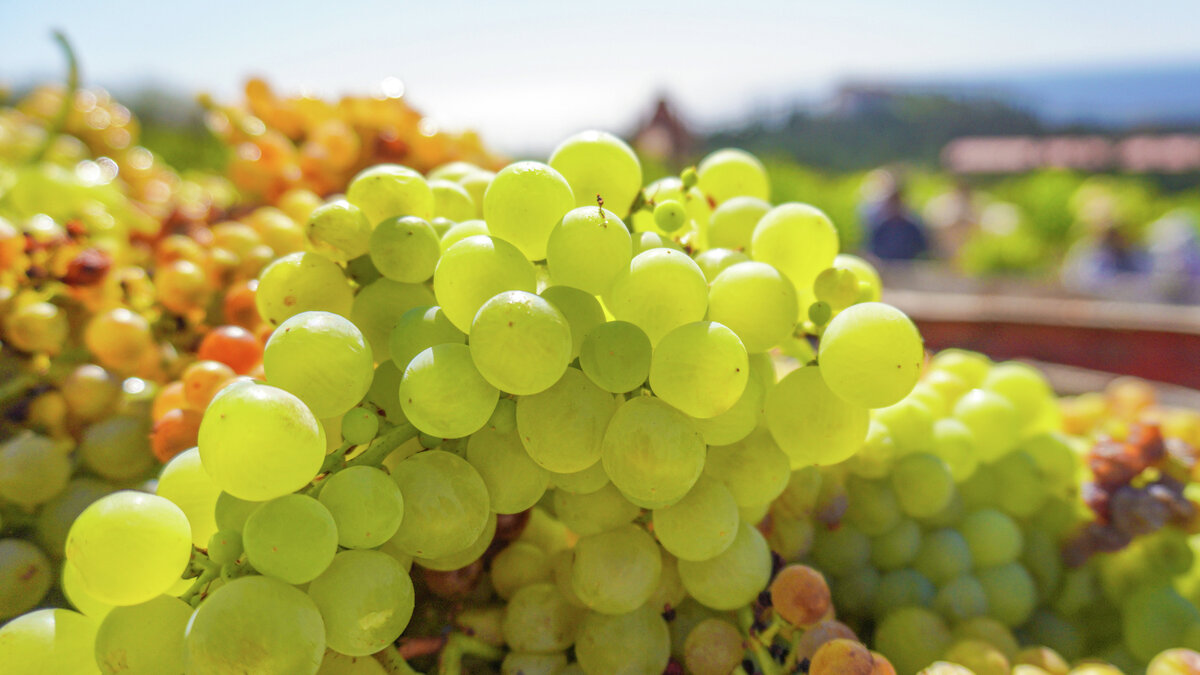 Виноград // Туристический портал Республики Крым, Сергей Коршунов 