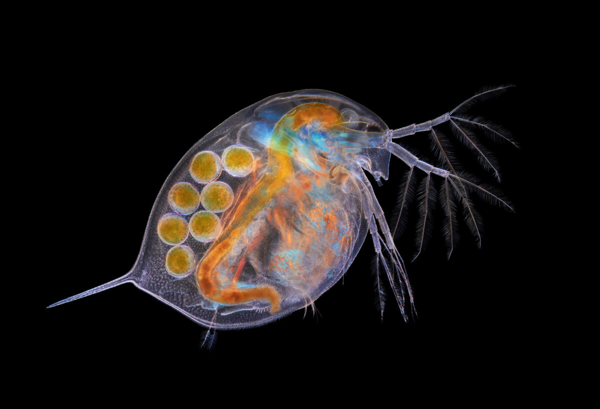  daphnia magna, для понимания, как выглядит