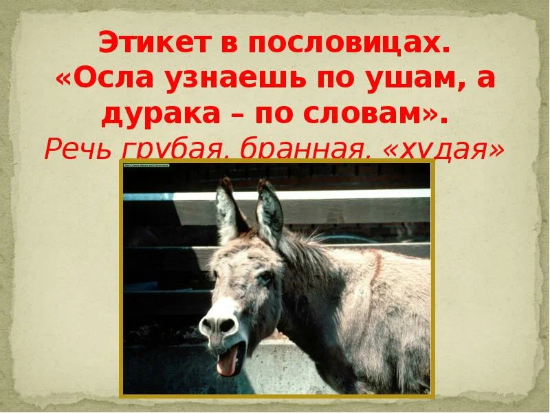 8 мая всемирный день осла картинки