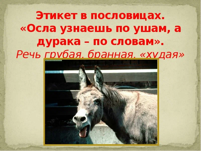 Donkey перевод. Пословицы про осла. Пословица осел останется ослом. Осёл поговорки. Цитаты про осликов прикольные.