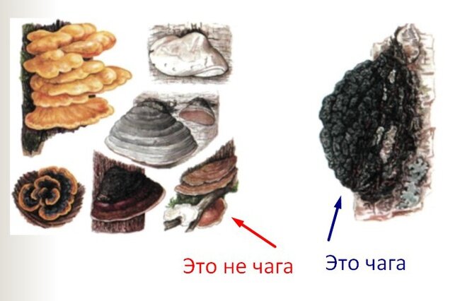 Сравнение чаги с другими похожими грибами