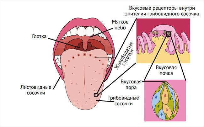 Схема рецепторов на языке