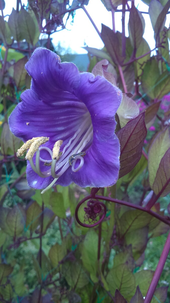 Цветок кобеи. Фото автора.