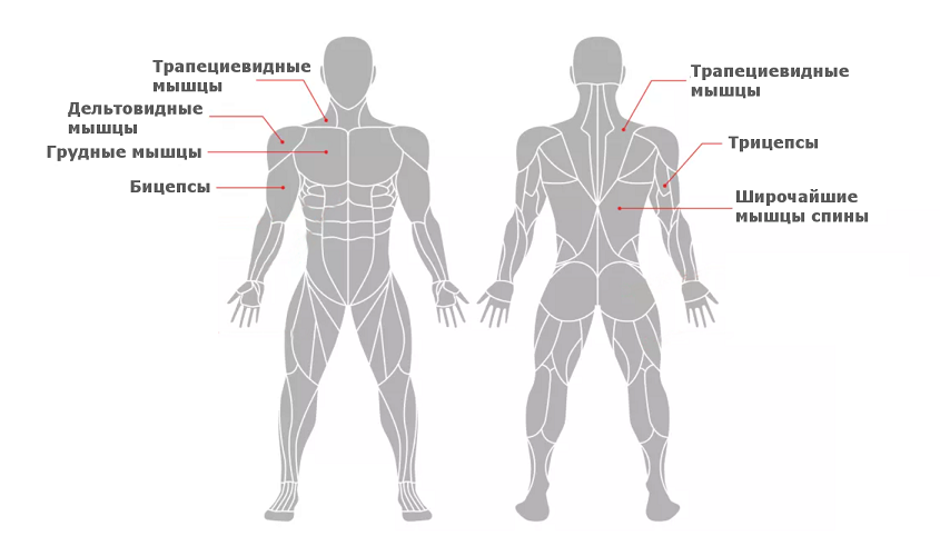 Мышцы задействованные при подтягивании. Целевые мышцы. Подтягивания на трапециевидную мышцу. Какие группы мышц работают при подтягивании.