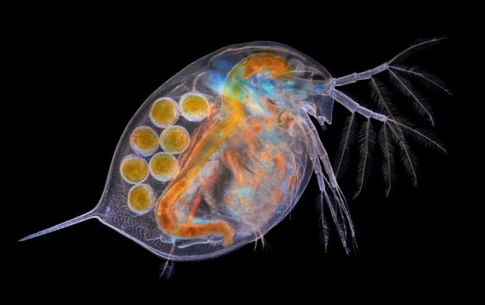 Большая дафния Daphnia magna