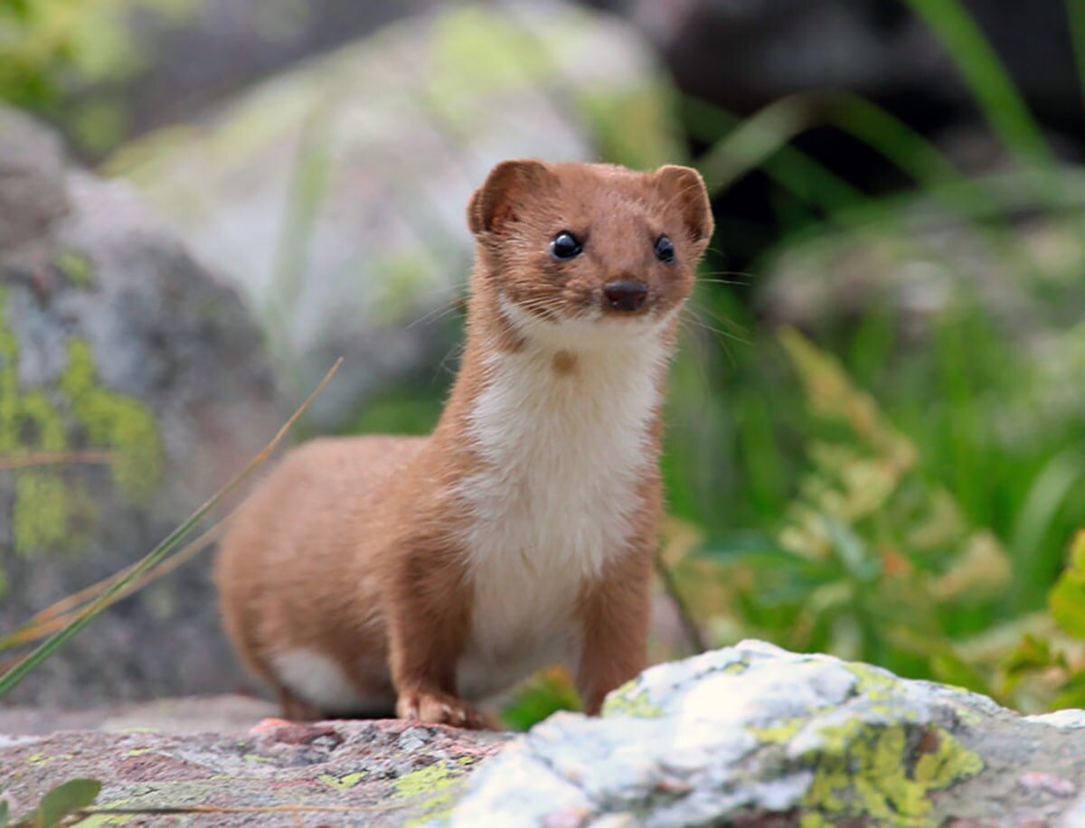 Фото ласки. Ласка обыкновенная (Mustela nivalis). Ласка Mustela nivalis Linnaeus, 1766. Ласка (зверек сем. Куньих). Ласка в Ленинградской области.