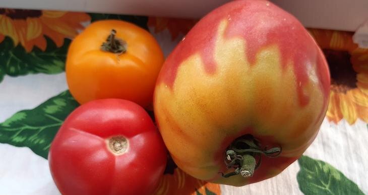    Как выбрать семена томатов – подарки на Новый год делаем с умом!