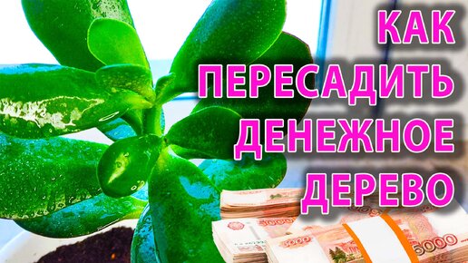 Денежное Дерево играть онлайн | Игры ВКонтакте