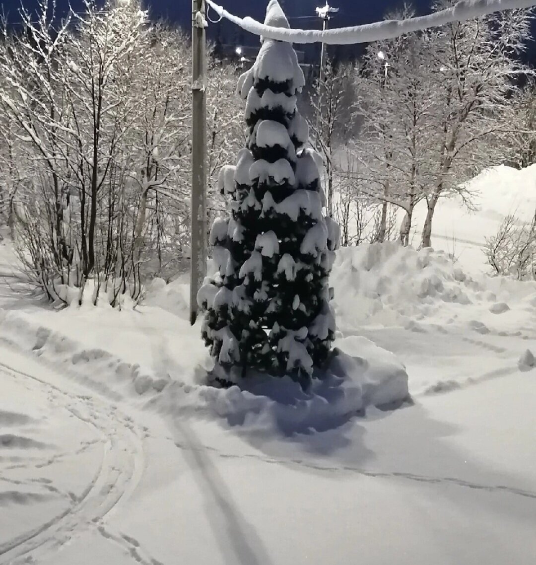 Ёлочка в лесу Мурманская область.