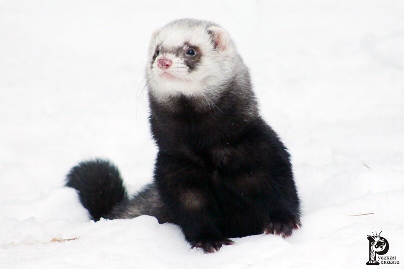 Выгул хоря без шлейки - это огромный риск. На этом фото шлейка на хоре была, ее убрали фотошопом для красоты картинки! 