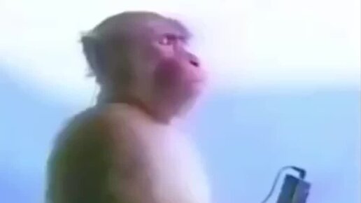 маленький бабиджон обезьянка. мем обезьяна слушает музыку. мем обезьяна слушает музыку. обезьяна с наушниками. сергей тик ток бабиджон.